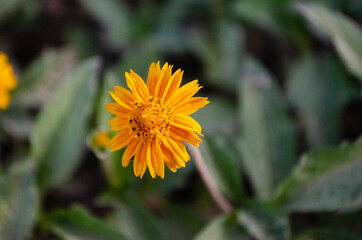 yellow flower