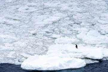 Fototapeta na wymiar Little penguin on the ice piece in the ocean