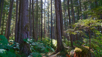 wooded area in forest