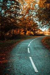 Naklejka premium A road leasing through a forest of orange trees