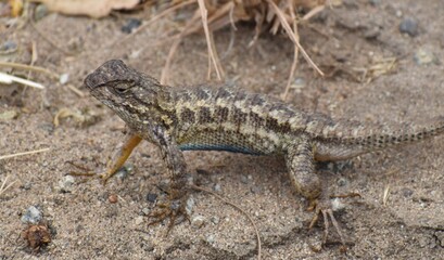 A male coast range fence lizard (Sceloporus occidentalis bocourtii), a subspecies of the western fence lizard, with blue belly slightly visible, near Elkhorn Slough in California.