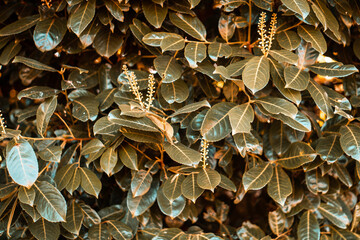 Teal and orange close up of tree details and nature