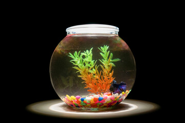 One fish in dark bowl.