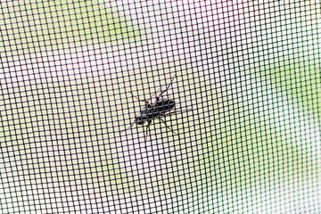 A fly tries to get through the mosquito net