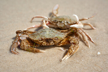 live crab on the sandy shore of the Black Sea, top view, Ukraine