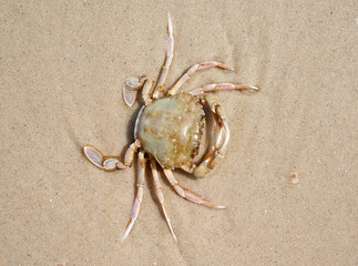 live crab on the sandy shore of the Black Sea, top view, Ukraine