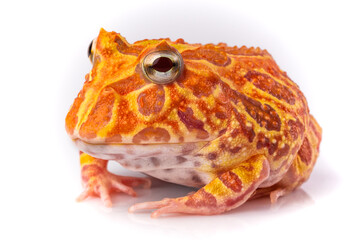 Strawberry Argentina Horn Frog