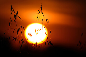 Close up silhouette of oat florets against sunset and fiery red dramatic sky.