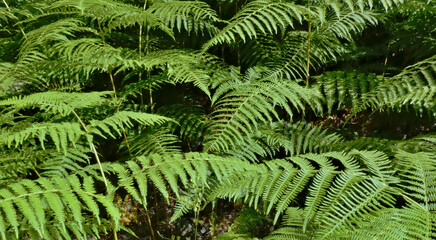 Fern leaves in the forest