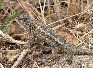A male coast range fence lizard (Sceloporus occidentalis bocourtii), a subspecies of the western fence lizard, near Elkhorn Slough in California.