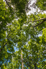 trees in the forest