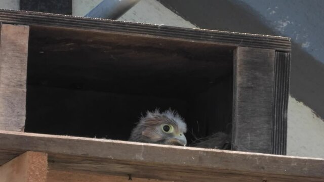Turnfalken (Falco tinnunculus) am Nistkasten