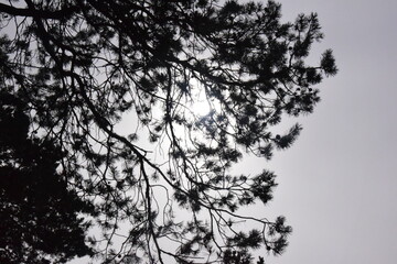 Fototapeta premium Tall pines in the forest in Sunny weather