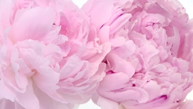 Floral background. Timelapse of pink peony flower blooming. Light background of pink peonies blooming. Time lapse.