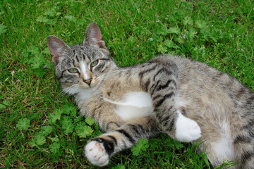 Kot wylegujący się na trawie