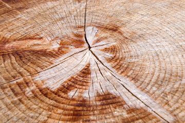 Wooden background, Cut tree pattern. Texture of cut and dry tree. Tree age rings. Cracks on the...
