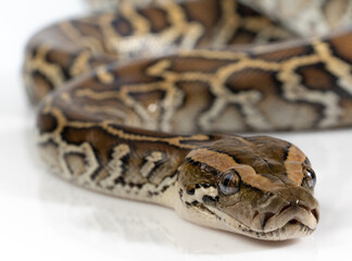 Closeup Burmese Python isolated on white background