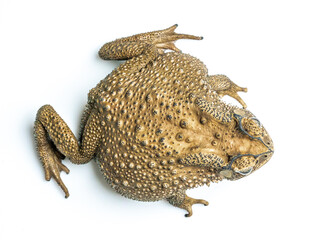 Commonly found toad with greyish-brown skin covered with wart-like lumps. It's skin also poisonous.