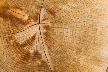 Wooden background, Cut tree pattern. Texture of cut and dry tree. Tree age rings. Cracks on the...