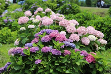 かざはやの里　満開のアジサイ園
