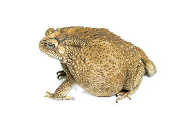 Commonly found toad with greyish-brown skin covered with wart-like lumps. It's skin also poisonous.