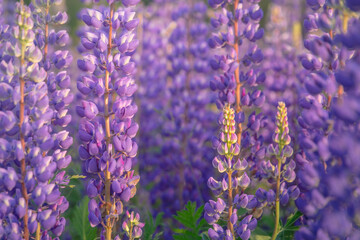 group of purple lupine flowers