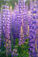 group of purple lupine flowers