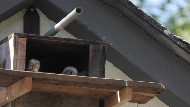 Turnfalken (Falco tinnunculus) am Nistkasten
