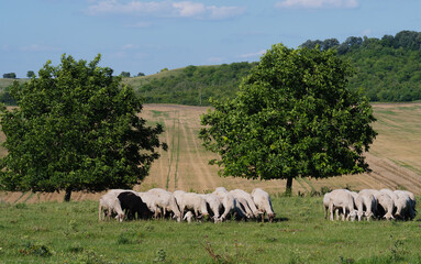 Fototapeta premium Ewes and ewe lambs