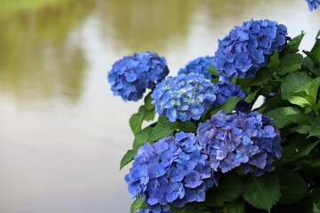 かざはやの里　満開のあじさい