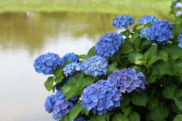 かざはやの里　満開のあじさい