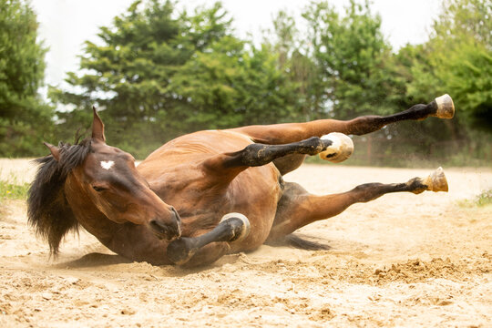 Pferd w&auml;lzt sich im Sand