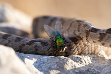 close up fy sitting on a snake in nature. outdoors close-up. details in nature