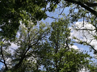 Trees and sky summertime in the woods
