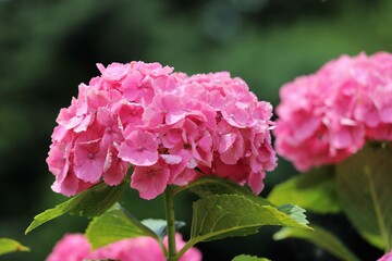 かざはやの里　満開のあじさい