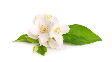 Obraz na płótnie Canvas Jasmine flowers isolated on white background. Jasmine branch.