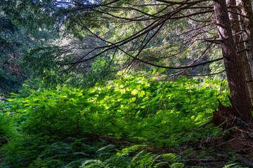 Wilderness with leaves