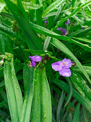 The flower of the Tradescantia Virginia in raindrops with green foliage. Flowers in rainy weather. A rare plant in the horizontal version.