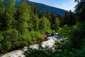 Fototapeta na wymiar River rapids rushing between trees in Alaskan wilderness