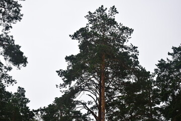 Tall pines in the forest in Sunny weather