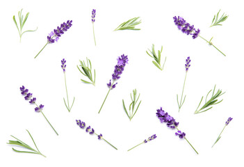 Lavender flowers on white Floral background