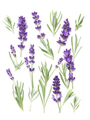 Lavender flowers herb white background Floral flat lay