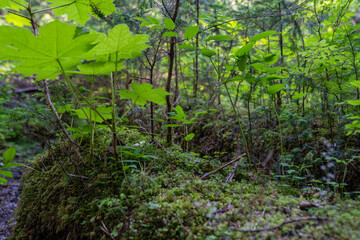 mossy wilderness floura and fauna