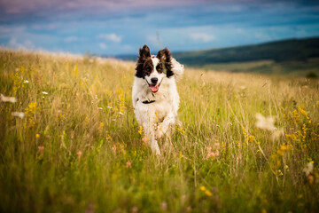 happy white shepherd dog running outdoors