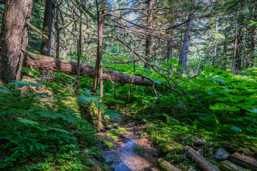 Overturned tree with stream underneath