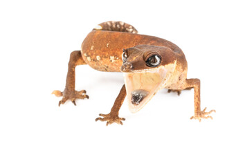 Cat eye gecko found in the south of Thailand until The Philippines and Indonesia. It's common...