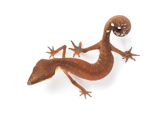 Cat eye gecko found in the south of Thailand until The Philippines and Indonesia. It's common...