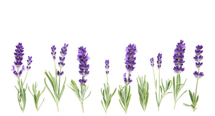 Lavender flowers plants white background Floral border - obrazy, fototapety, plakaty