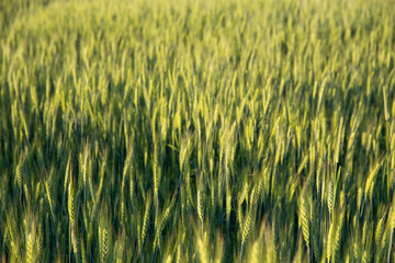 summer landscape, large field with green rye