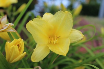 yellow daffodil flower